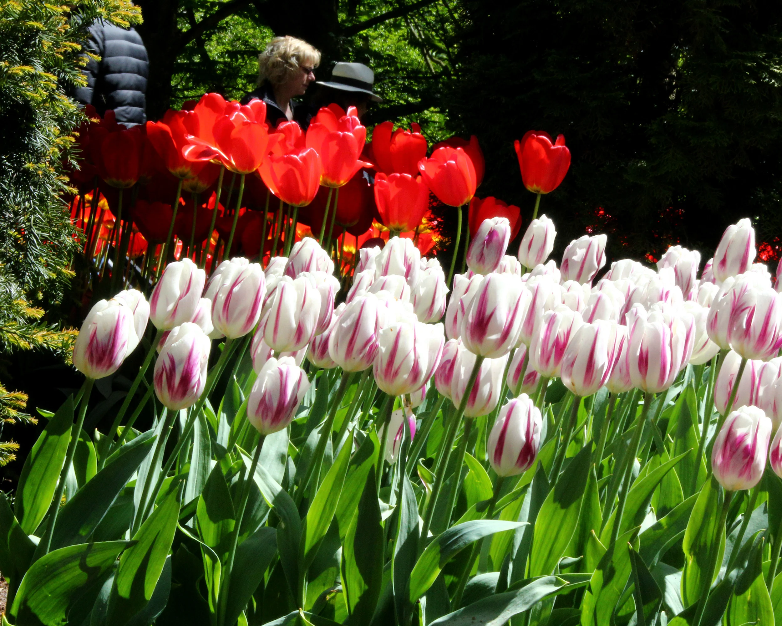 Tulip 'Flaming Flag' - Image 3