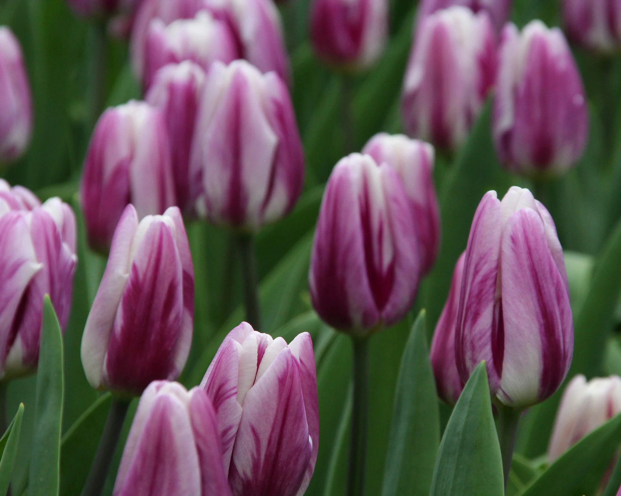 Tulip 'Flaming Flag' - Image 6