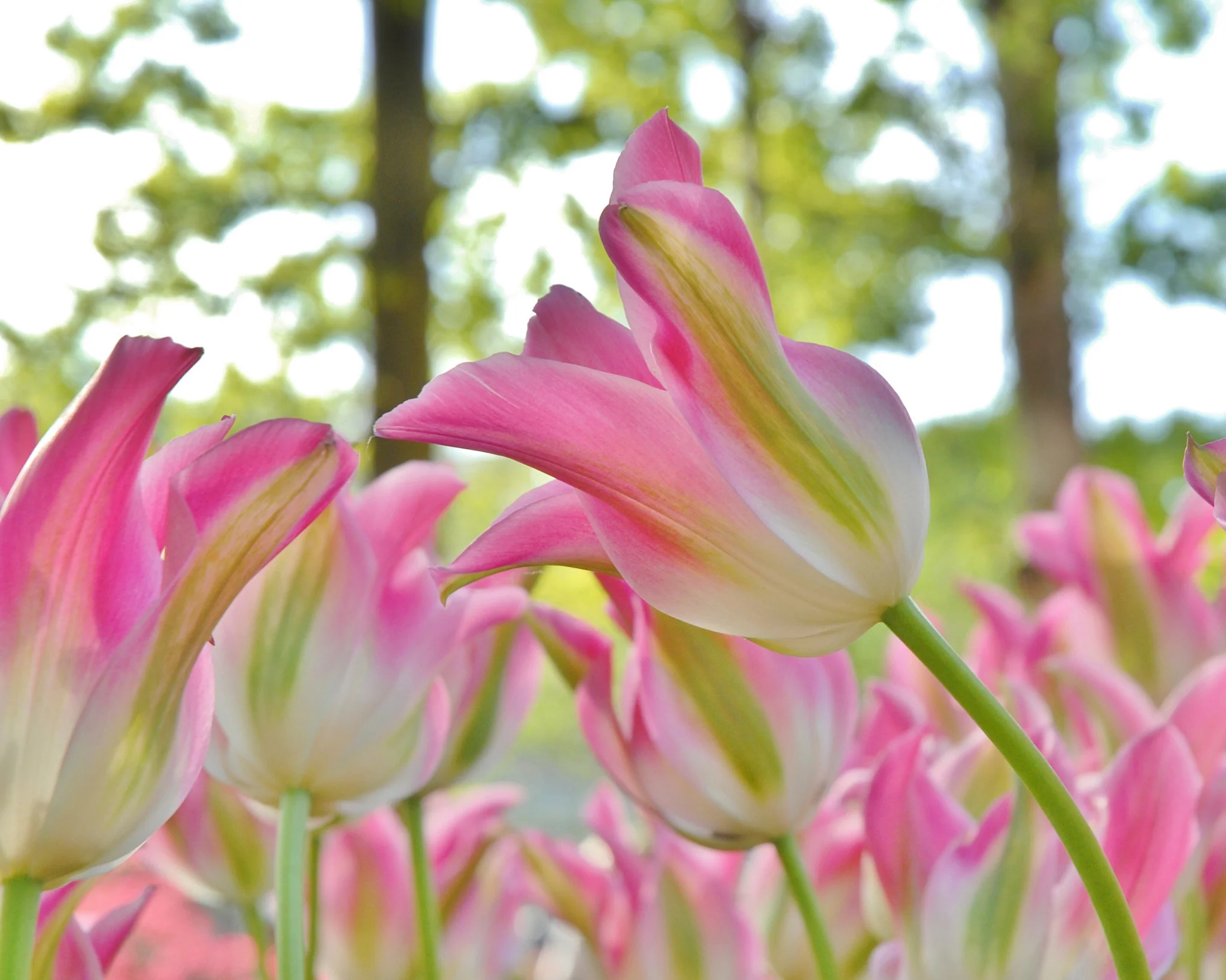 Tulip 'Florosa' - Image 3